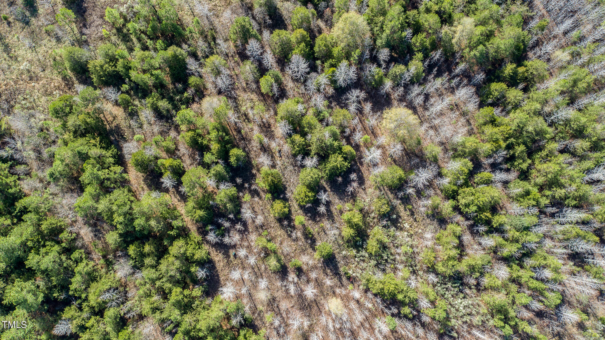 175 Glendale Lane Roxboro, NC 27574 - Photo 9 of 21 a view of a forest