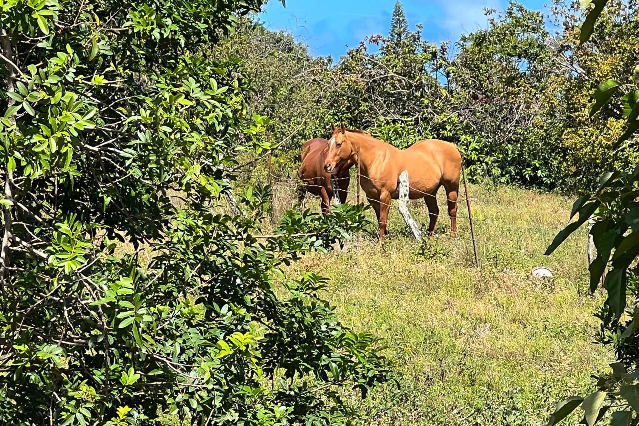 2728 Kaupakalua Road, Unit B Haiku, HI 96708 - Photo 28 of 29 a view of a yard with plants and large trees