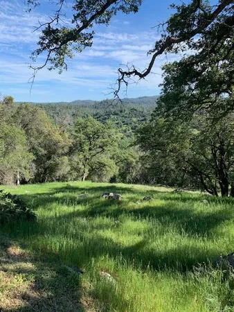 a view of a forest with a tree