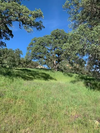 a view of a field with trees