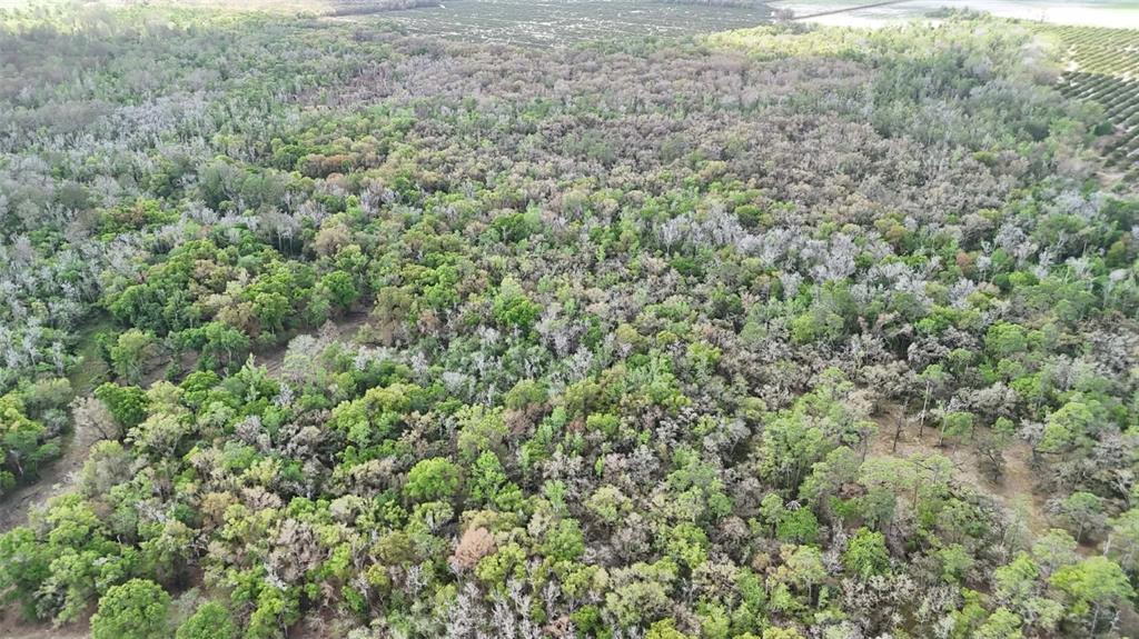 Gillette Road Zolfo Springs, FL 33890 - Photo 69 of 86 Gallery Image 69