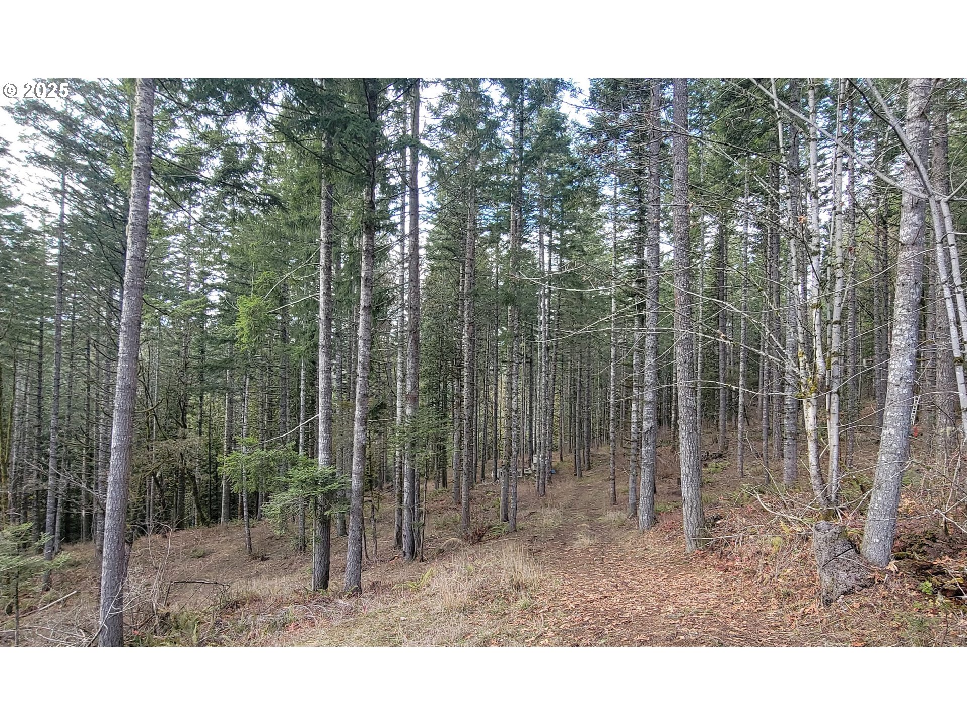 907 Southwest Tanner Creek Road Gaston, OR 97119 - Photo 8 of 15 Gallery Image 8