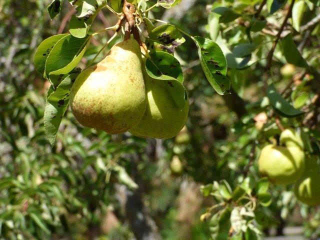 705 Missouri Flat Road Grants Pass, OR 97527 - Photo 35 of 35 Orchard is ever so productive! Anyone u
