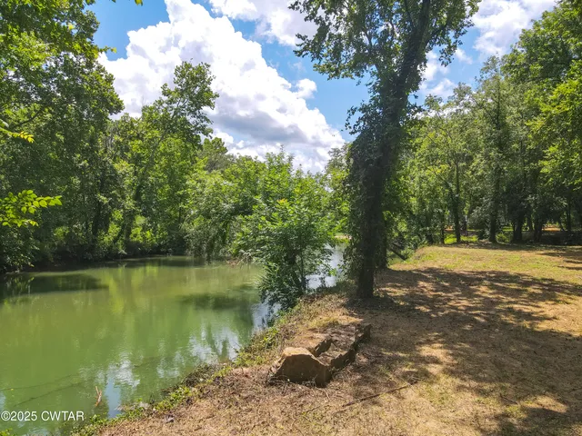 a view of a yard with plants and large trees