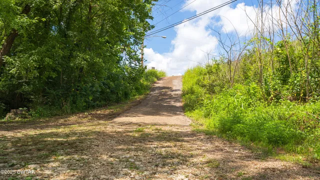 a view of a yard with plants and large trees