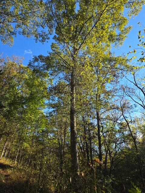 408 Mattox Road Falmouth, KY 41040 - Photo 24 of 28