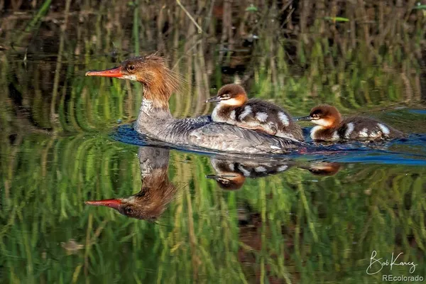 $65,000 | 136 Elk Meadow Run, Antonito, CO 81120