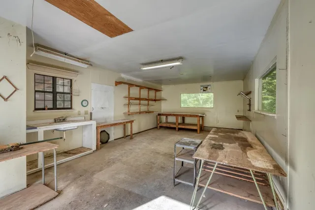 a view of a forest with a tree