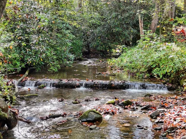 a view of a lake with lots of trees