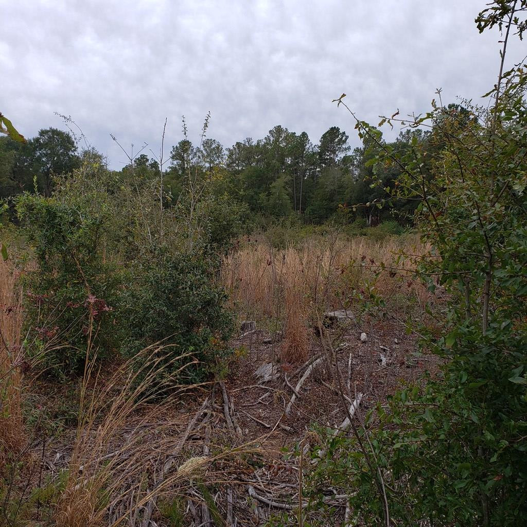 Tbd Tbd Wagener Road Salley, SC 29137 - Photo 5 of 7
