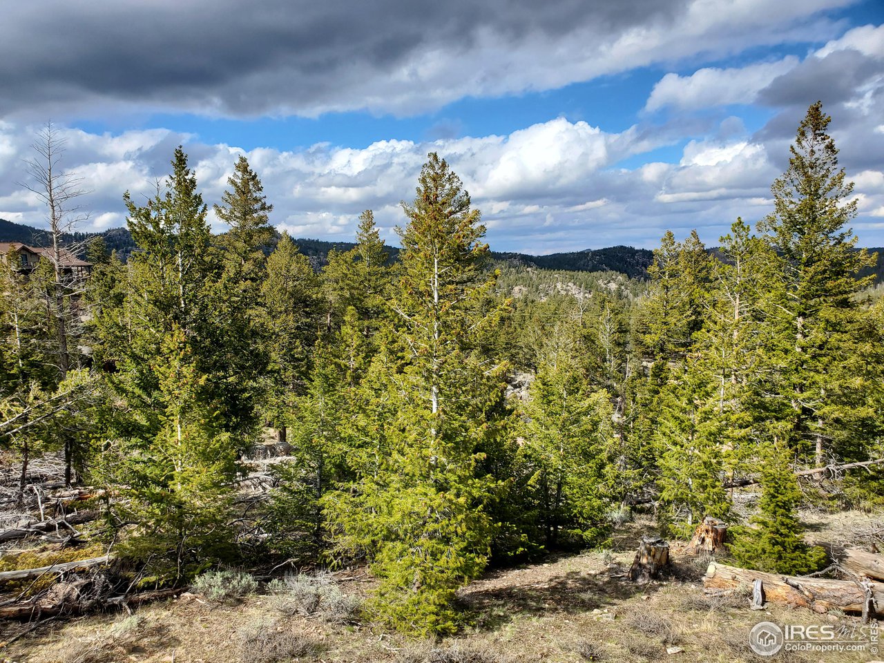 1375 Crow Road Red Feather Lakes, CO 80545 - Photo 12 of 17 a view of a bunch of flowers in a yard