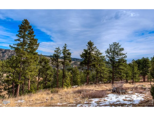 a view of a dry yard with lots of trees