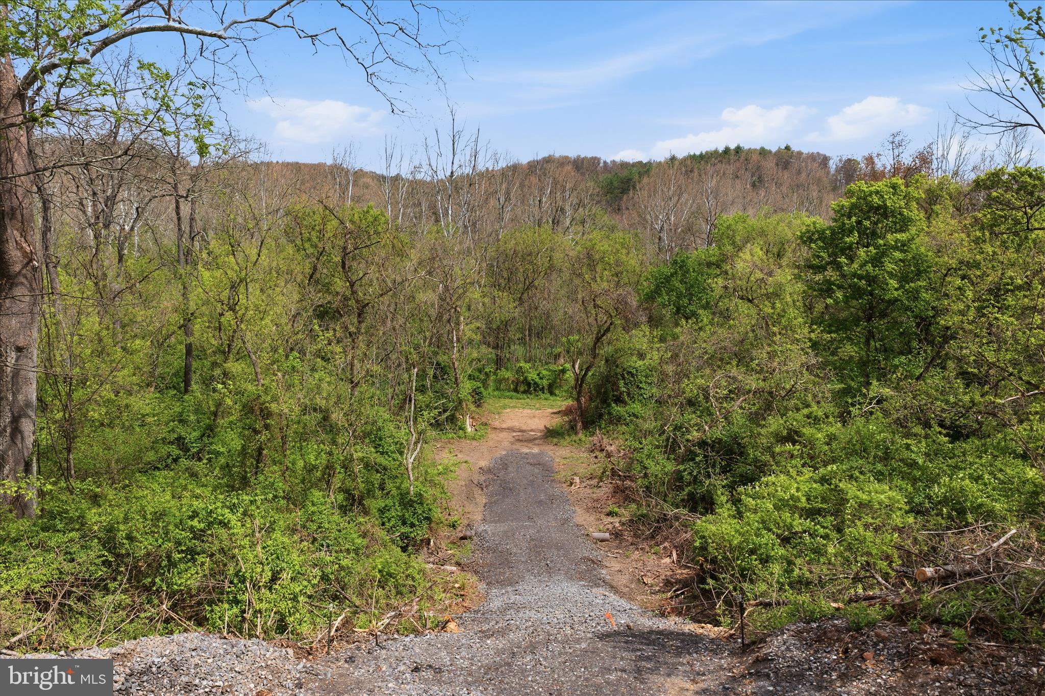 Low Line Road Great Cacapon, WV 25422 - Photo 12 of 53 a view of a forest with a yard
