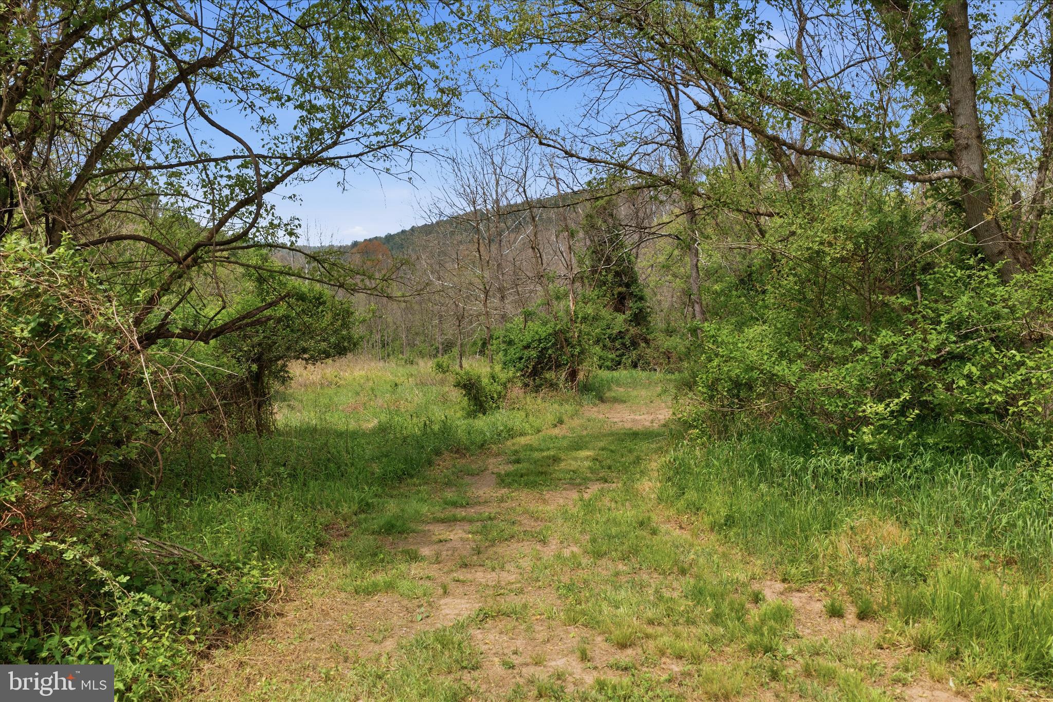 Low Line Road Great Cacapon, WV 25422 - Photo 15 of 53 a view of a yard with a tree