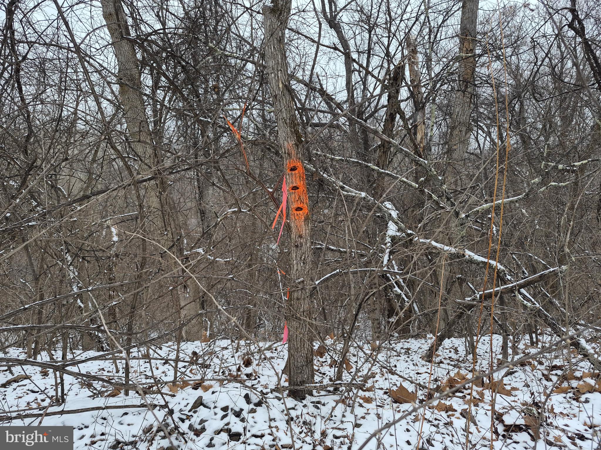 Low Line Road Great Cacapon, WV 25422 - Photo 8 of 12 Just Surveyed