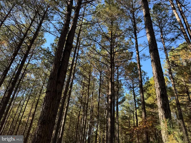 a view of outdoor space with lots of trees in background