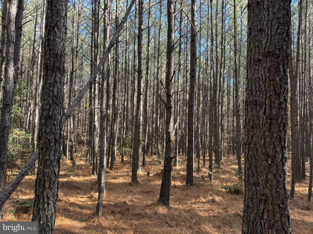a view of outdoor space with lots of trees
