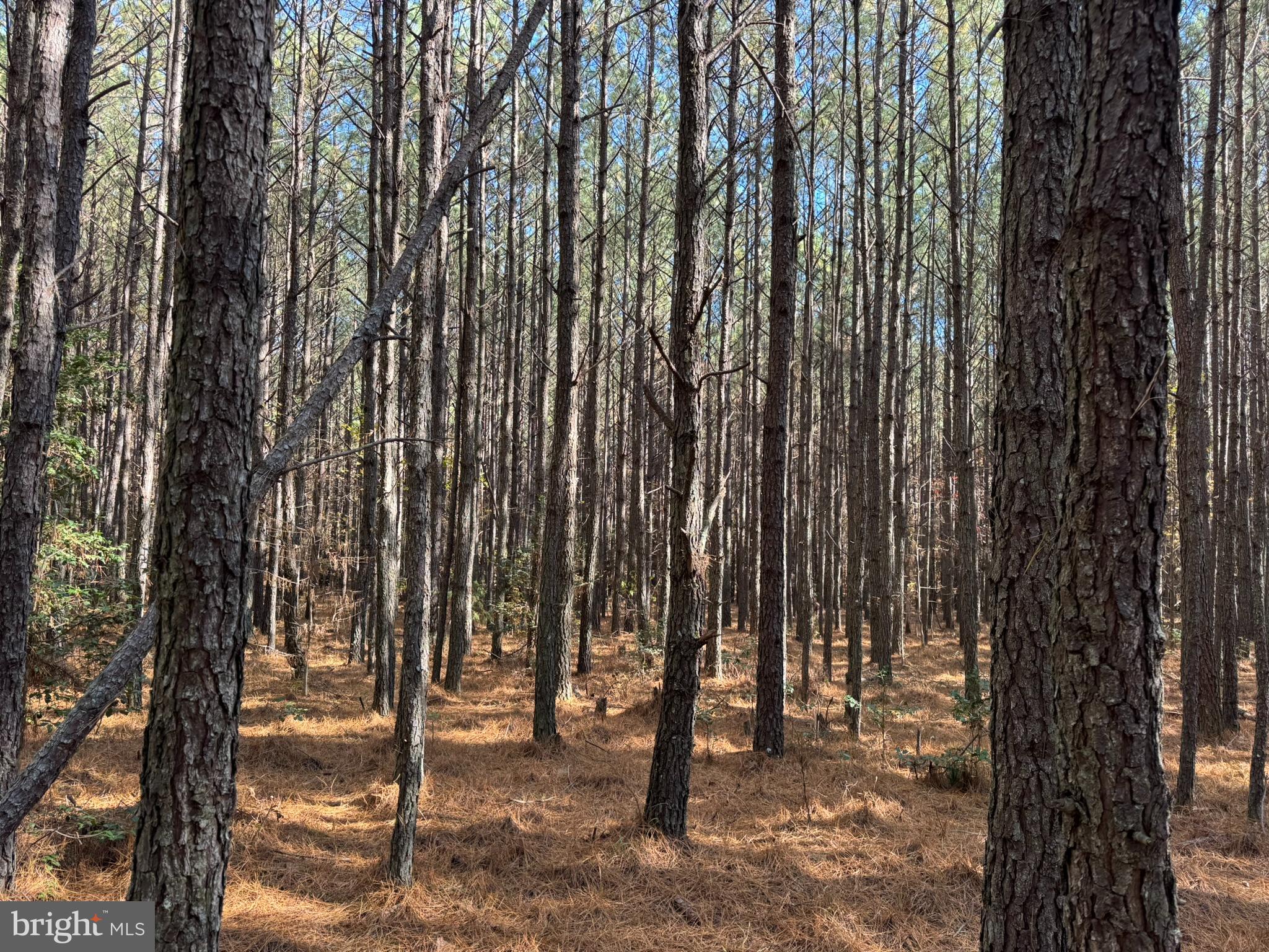 0 Pole Run Road Disputanta, VA 23842 - Photo 13 of 18 a view of outdoor space with lots of trees in background