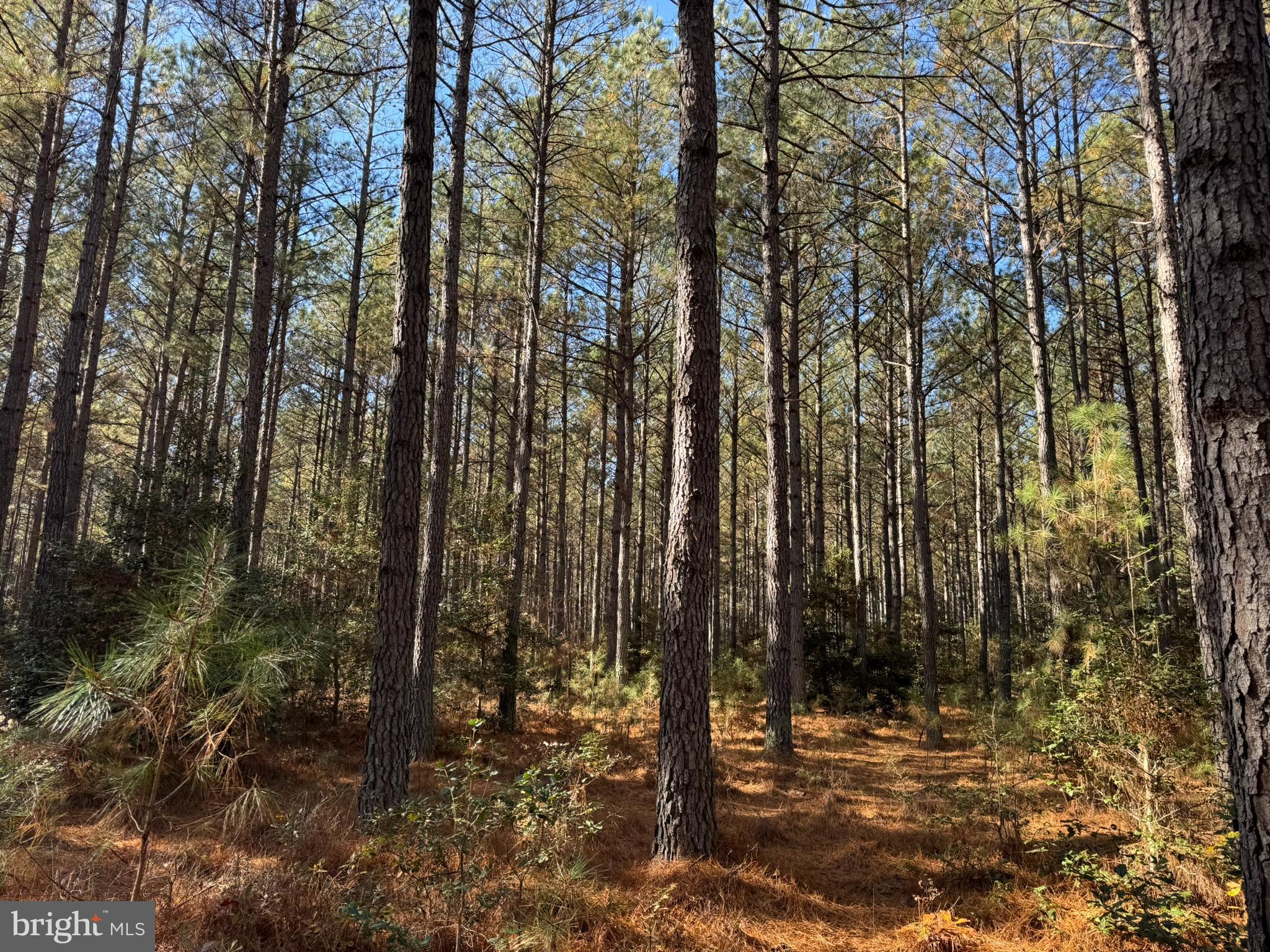 0 Pole Run Road Disputanta, VA 23842 - Photo 14 of 18 a view of outdoor space with lots of trees