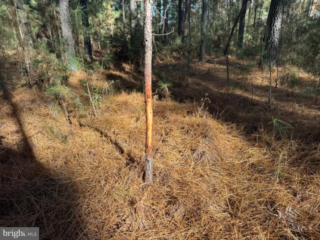 a close up of a palm tree