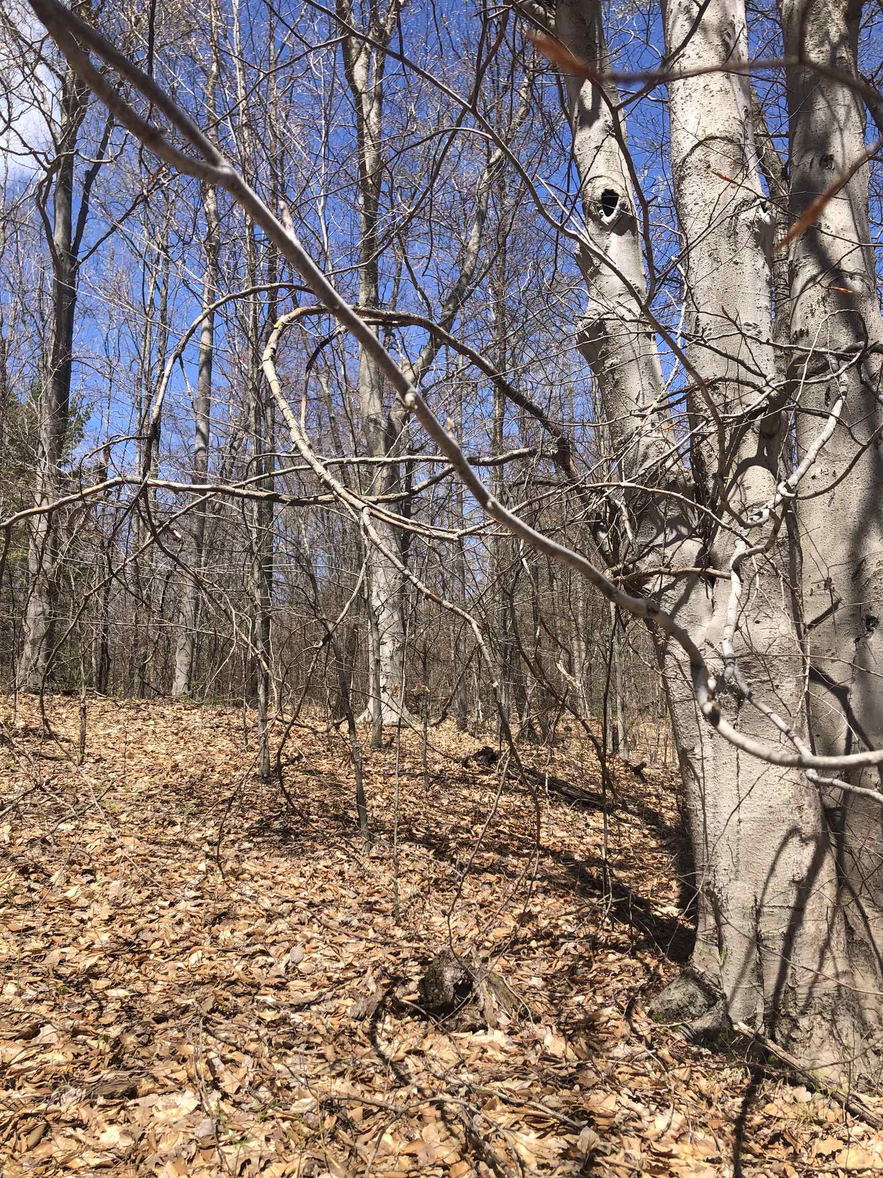 80-acres Yates Road Copemish, MI 49625 - Photo 25 of 34