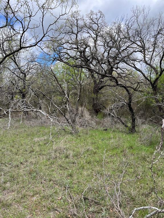 E 17-ac East 17-ac Burwick Road Jacksboro, TX 76458 - Photo 3 of 5 View of nature
