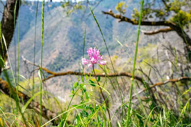 a view of yard with swimming pool