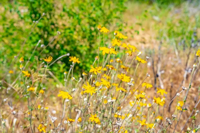 $499,000 | 1 Volcanoville Road, Georgetown, CA 95634