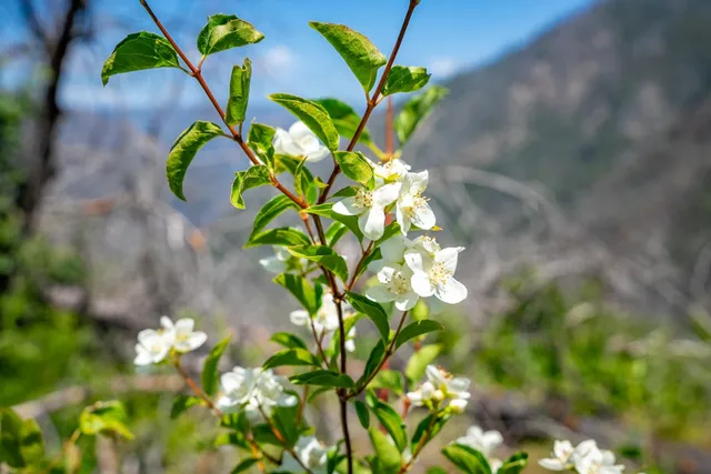 $499,000 | 1 Volcanoville Road, Georgetown, CA 95634