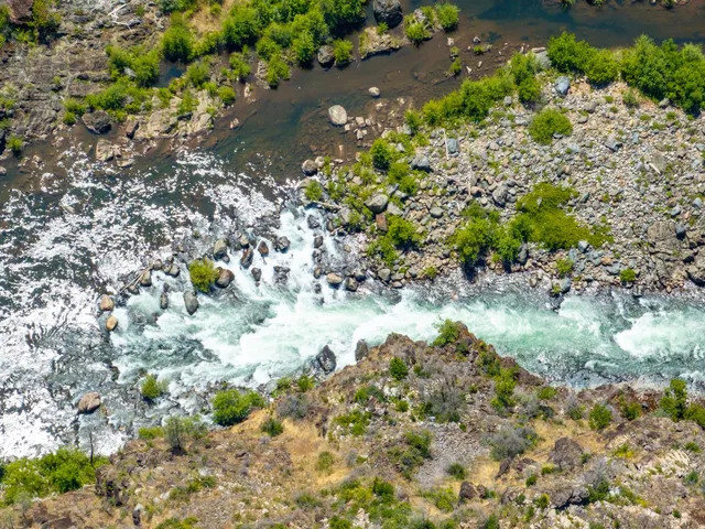 a view of a yard with plants and large trees