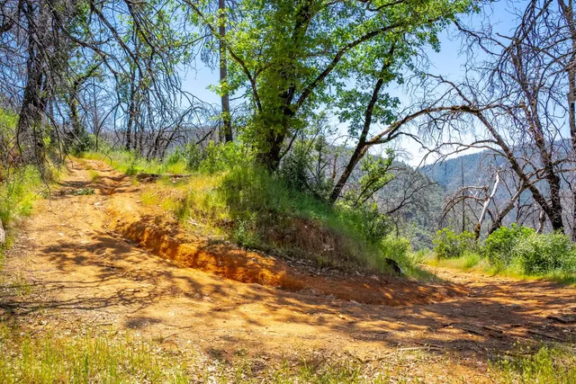 a view of a lush green forest with a tree