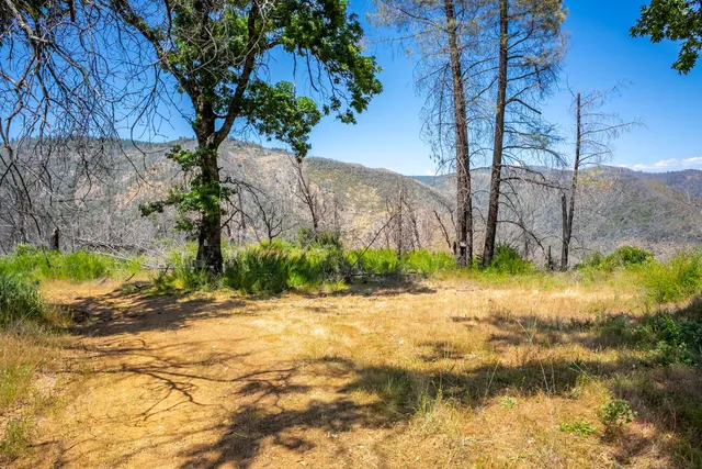 a view of a forest with mountains in the background
