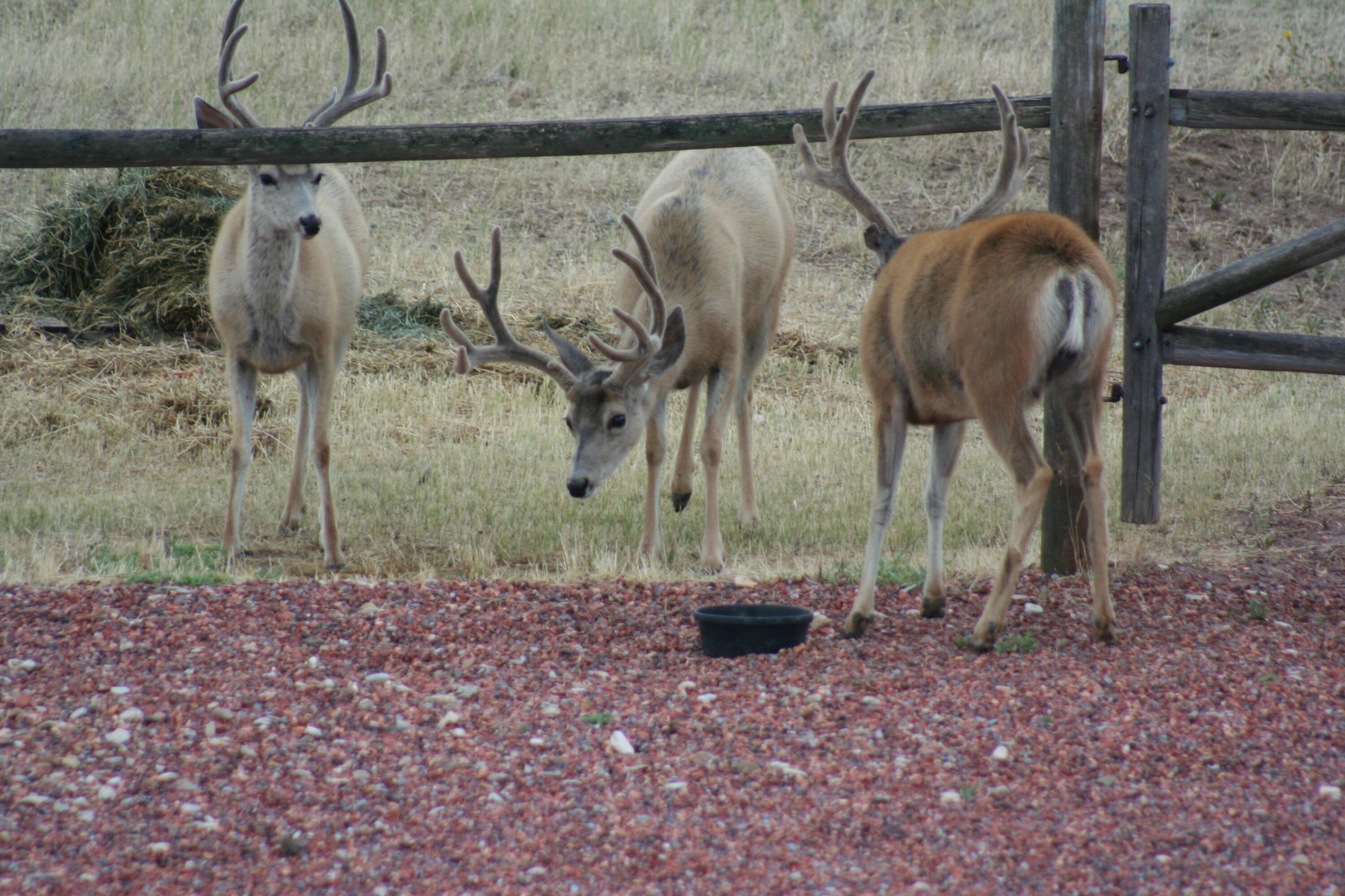 593 Lower Prairie Dog Road Sheridan, WY 82801 - Photo 32 of 142 August 15th bucks 043
