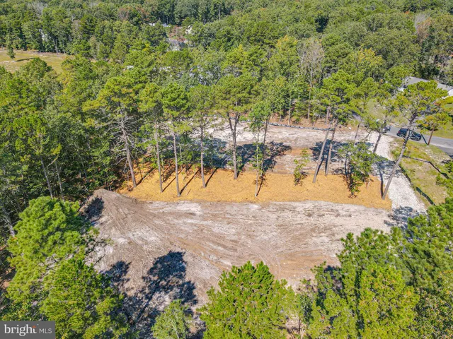 a view of water tree