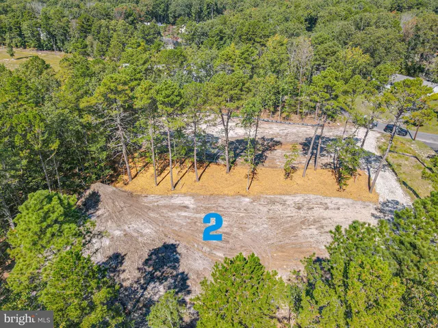 a view of a yard with plants and large trees