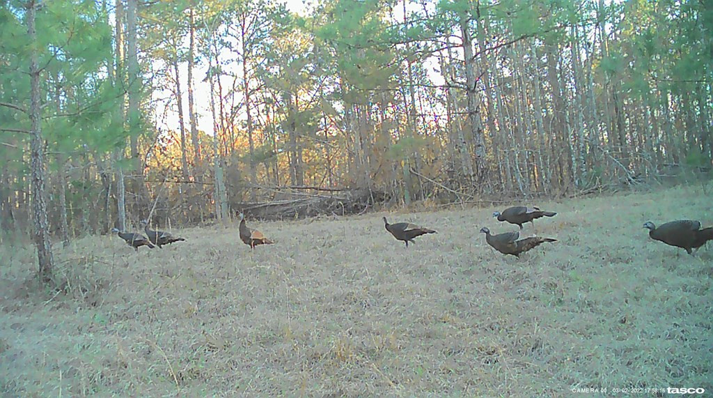 3838 Norman Road Hazlehurst, MS 39083 - Photo 21 of 69 Photo 21