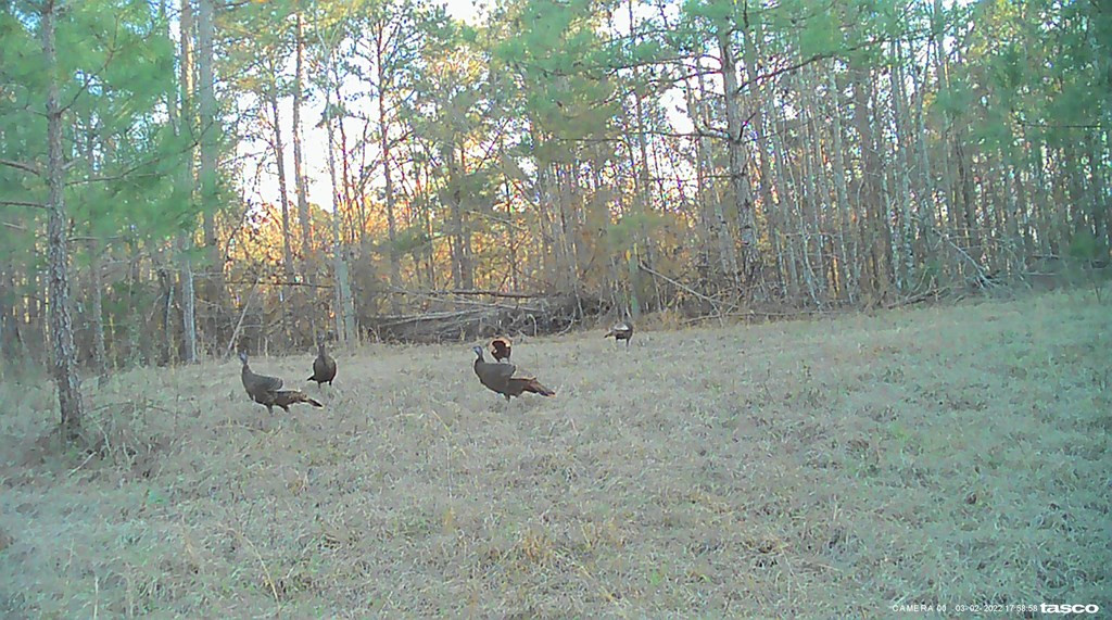 3838 Norman Road Hazlehurst, MS 39083 - Photo 22 of 69 Photo 22