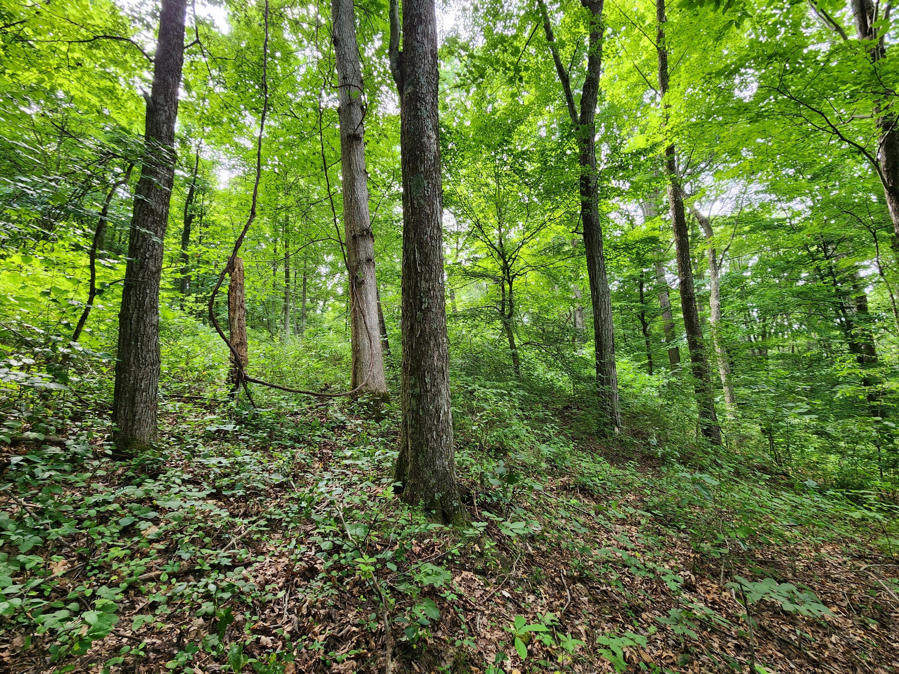 20036 Culp Road Logan, OH 43138 - Photo 30 of 39 20230720_112653