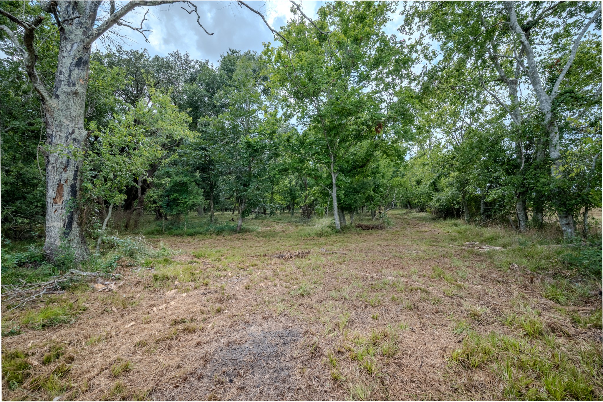 1 Charlie Meyer Road Damon, TX 77430 - Photo 21 of 45 a view of a forest with trees in the background