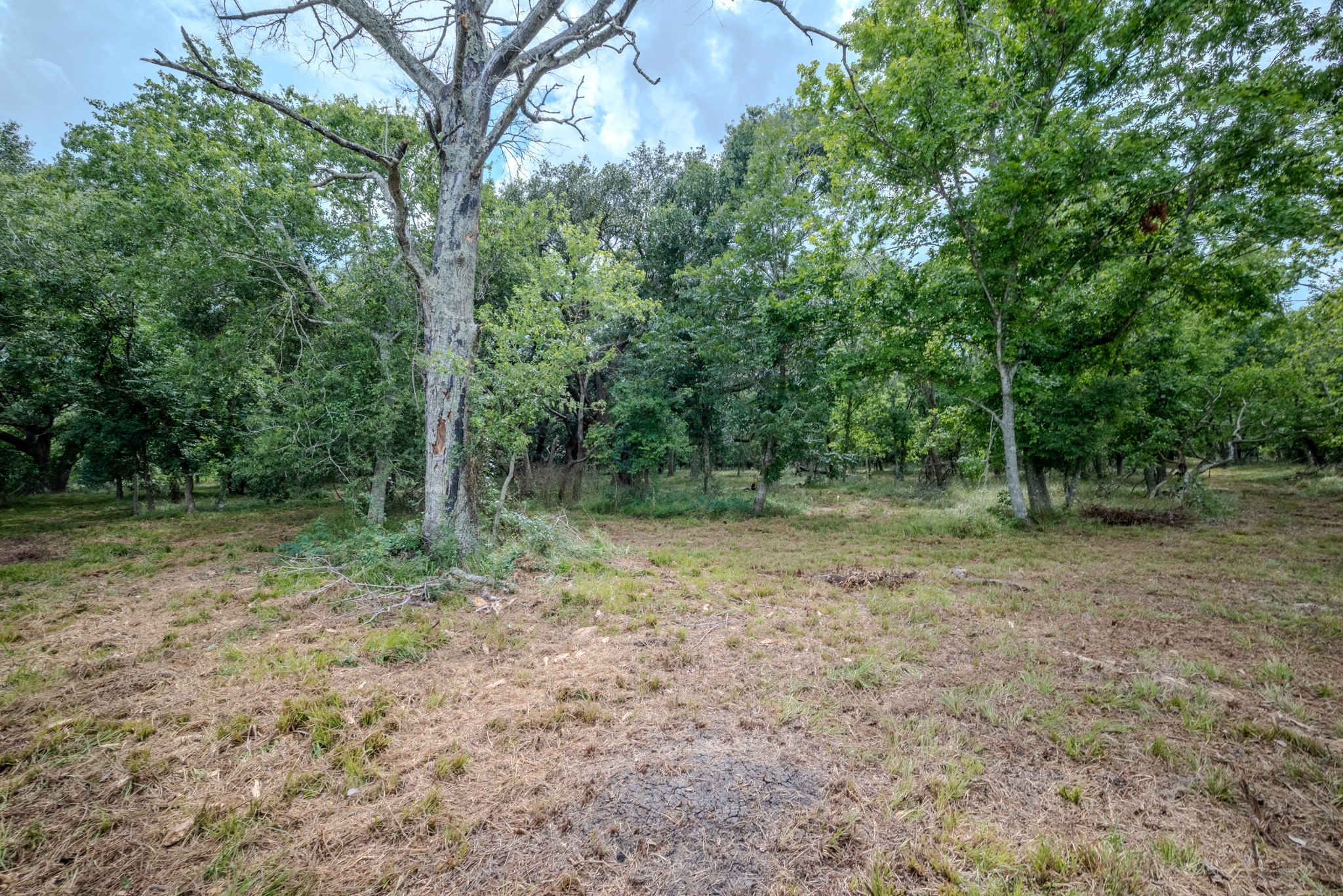 1 Charlie Meyer Road Damon, TX 77430 - Photo 22 of 45 a view of a yard with a tree