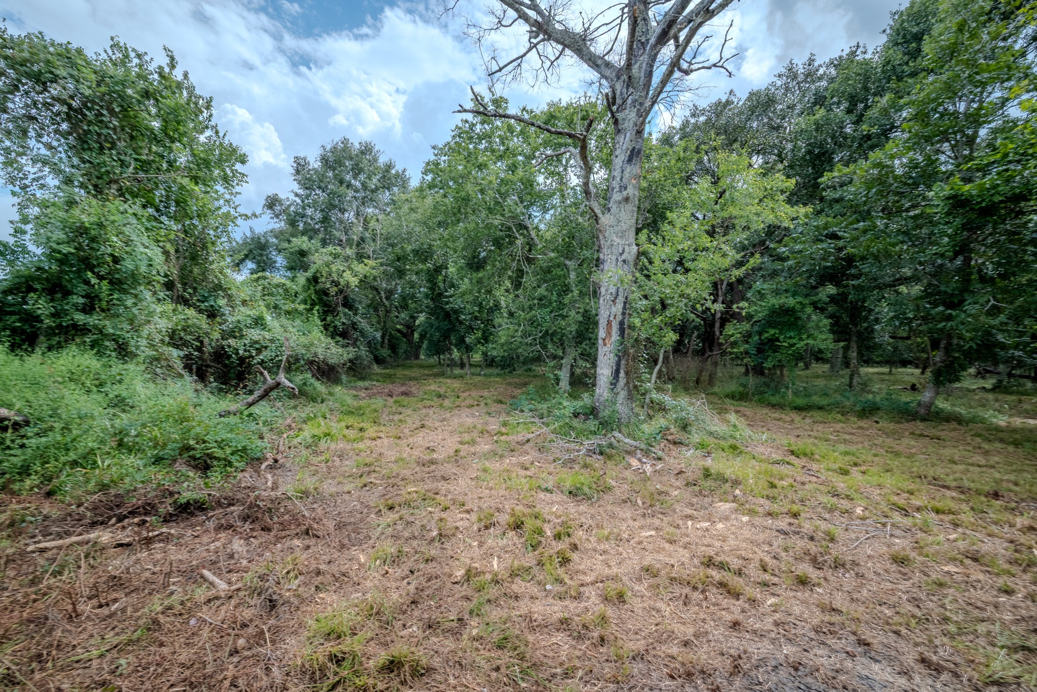 1 Charlie Meyer Road Damon, TX 77430 - Photo 23 of 45 a view of a forest with trees in the background