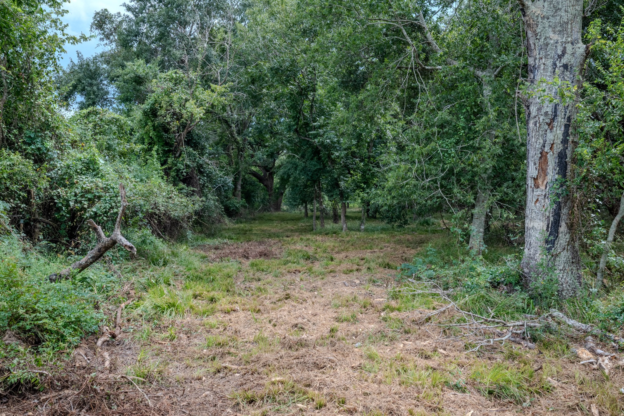 1 Charlie Meyer Road Damon, TX 77430 - Photo 25 of 45 a view of outdoor space and green space