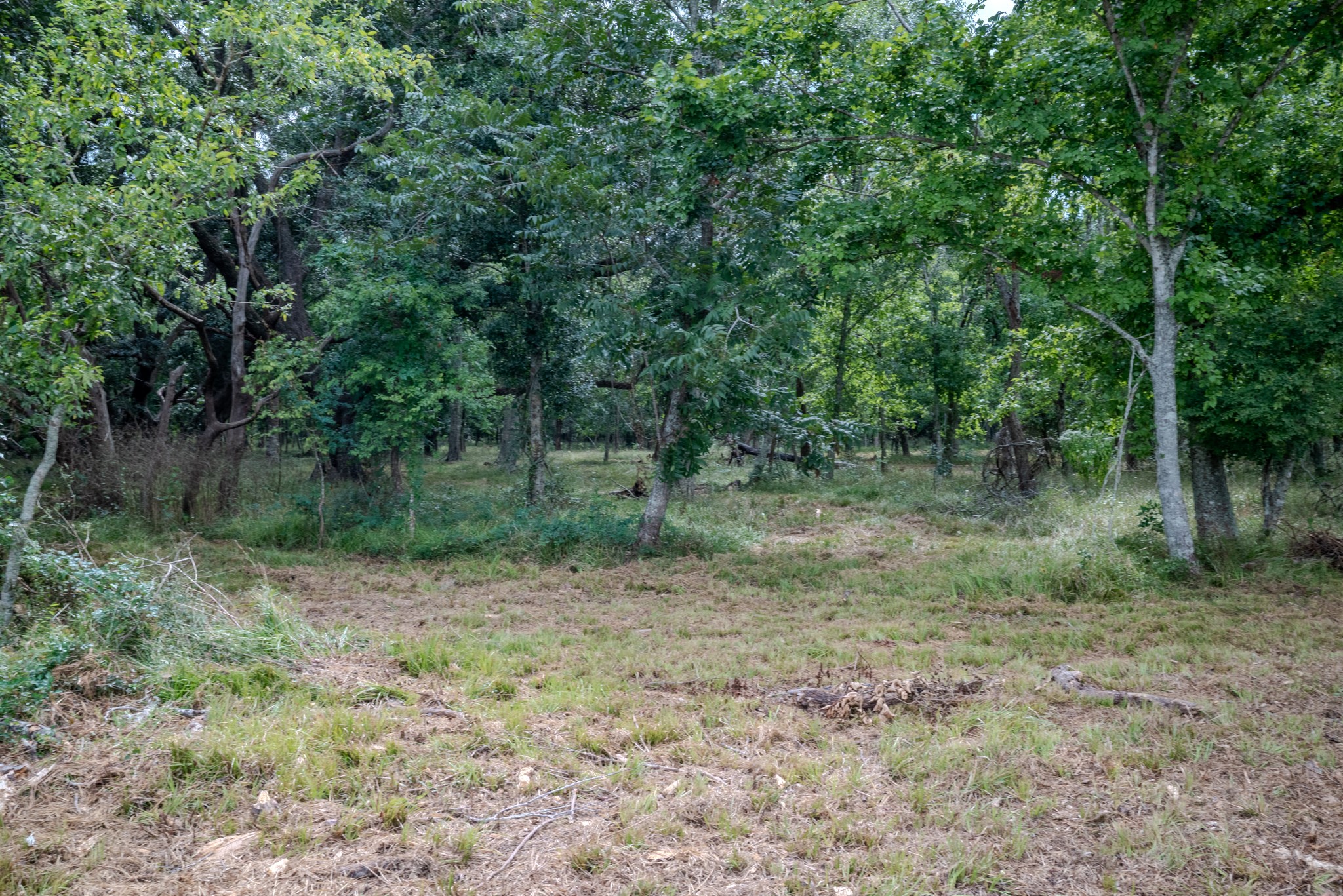 1 Charlie Meyer Road Damon, TX 77430 - Photo 26 of 45 a view of a forest with trees in the background