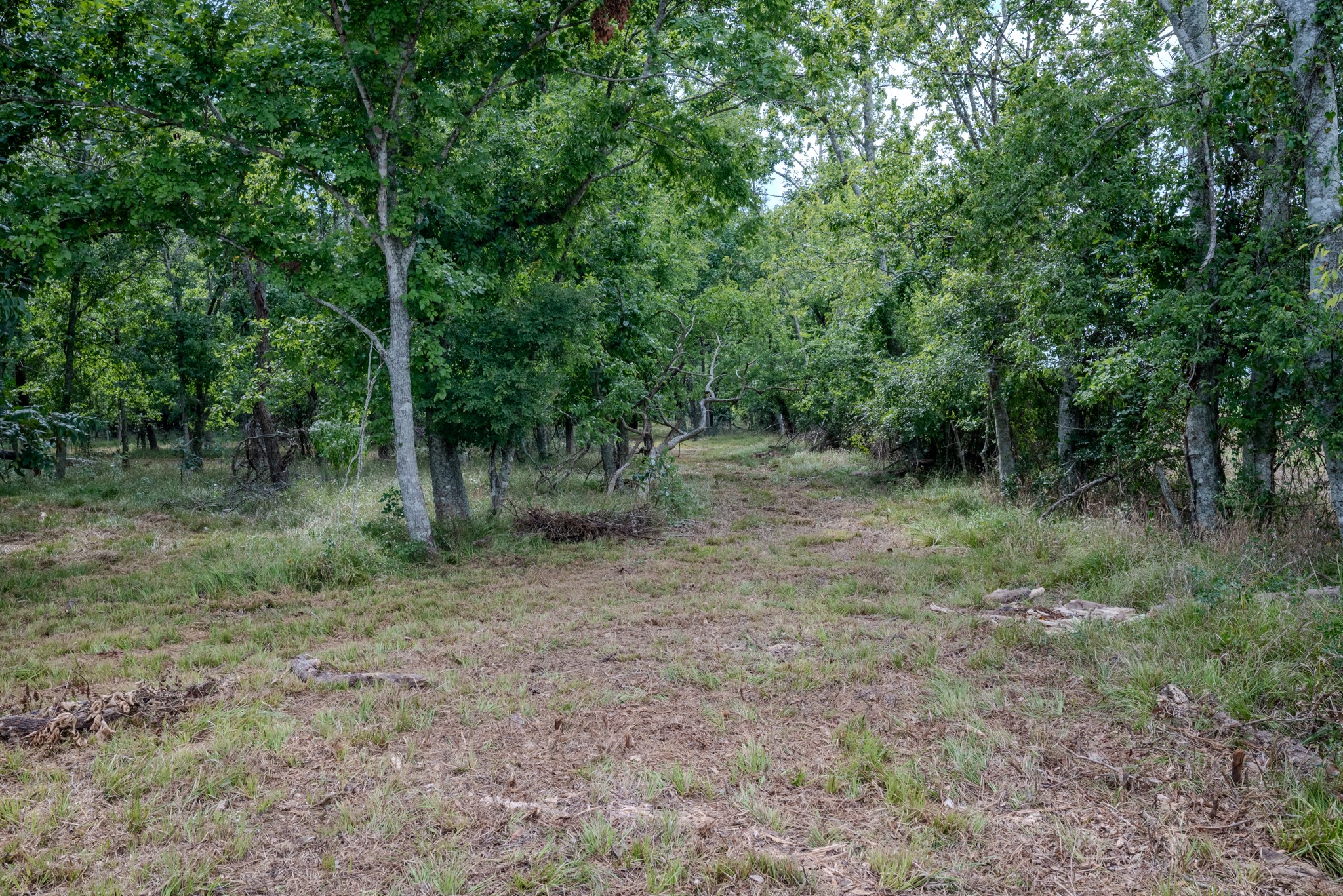 1 Charlie Meyer Road Damon, TX 77430 - Photo 27 of 45 a view of a forest with trees in the background