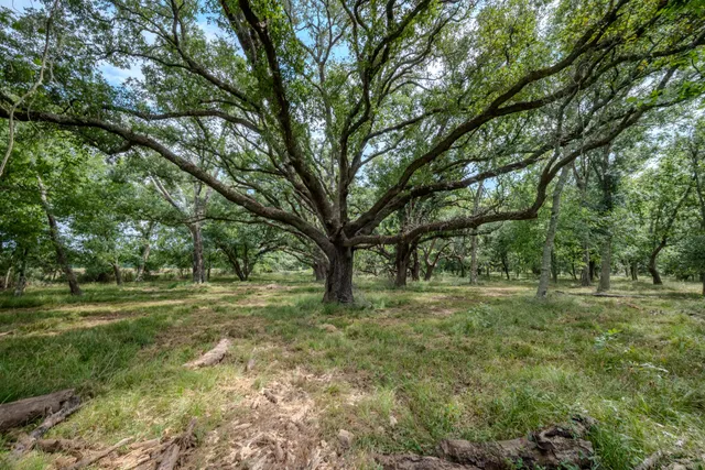 a backyard of a house with trees