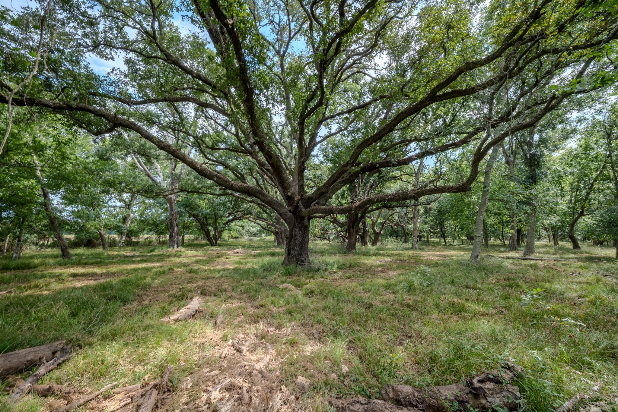 1 Charlie Meyer Road Damon, TX 77430 - Photo 28 of 45 a big yard with lots of green space and deers