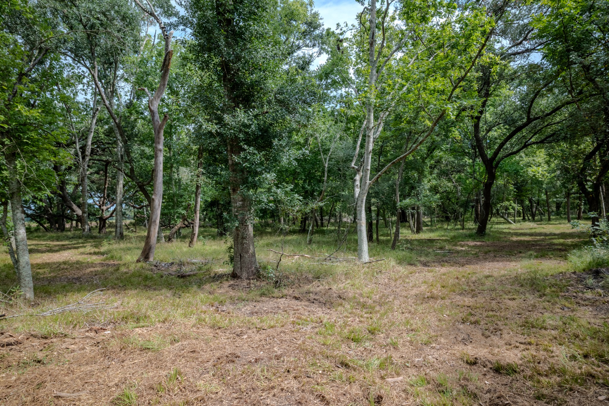 1 Charlie Meyer Road Damon, TX 77430 - Photo 29 of 45 a backyard of a house with trees