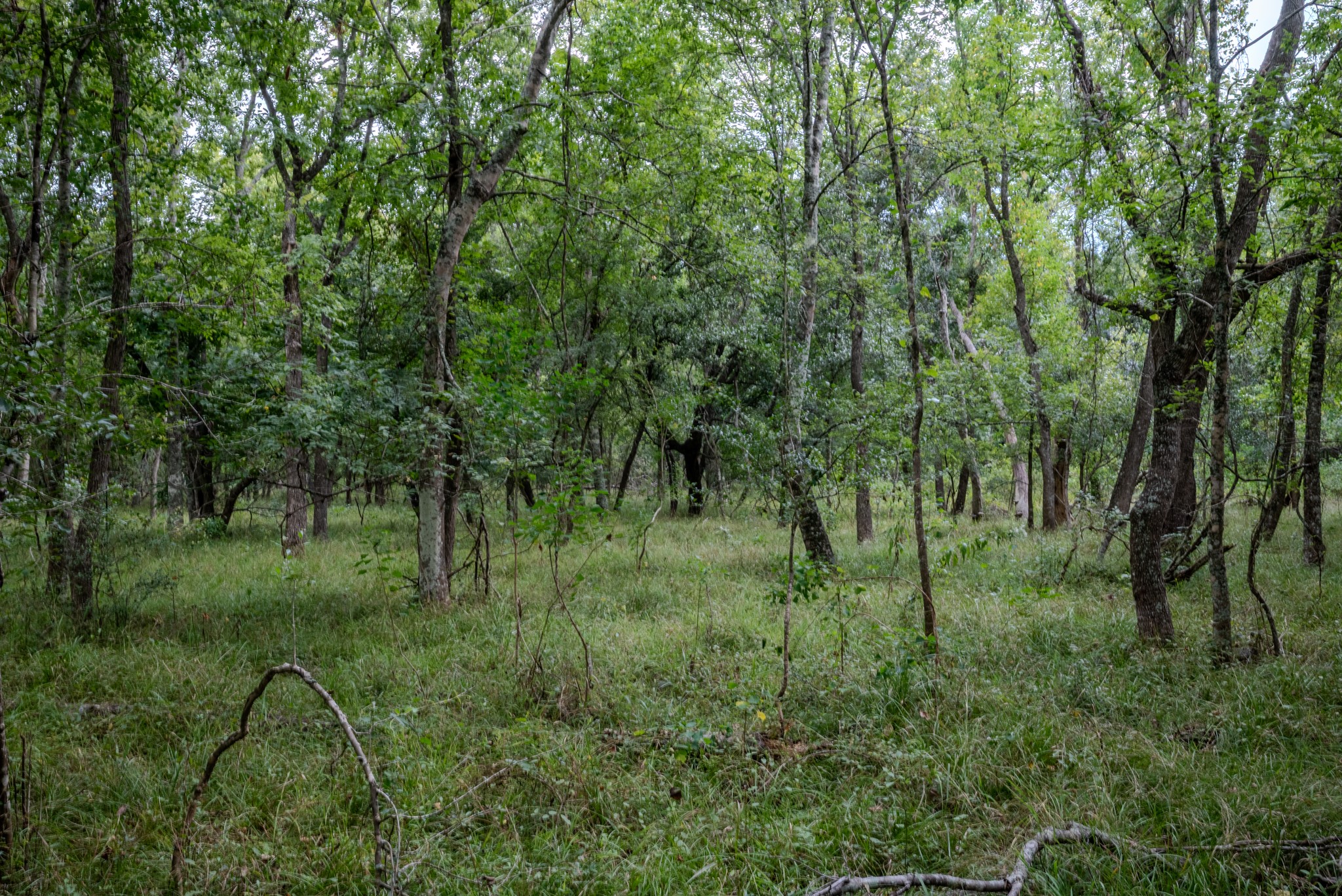 1 Charlie Meyer Road Damon, TX 77430 - Photo 31 of 45 a view of a lush green forest