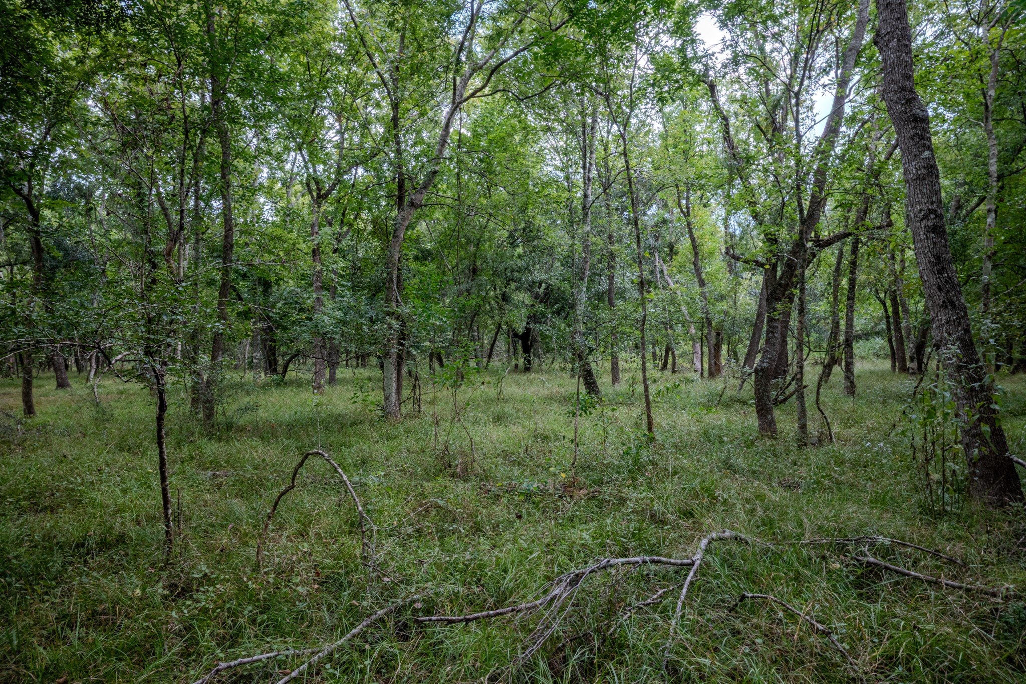 1 Charlie Meyer Road Damon, TX 77430 - Photo 32 of 45 a view of a lush green forest