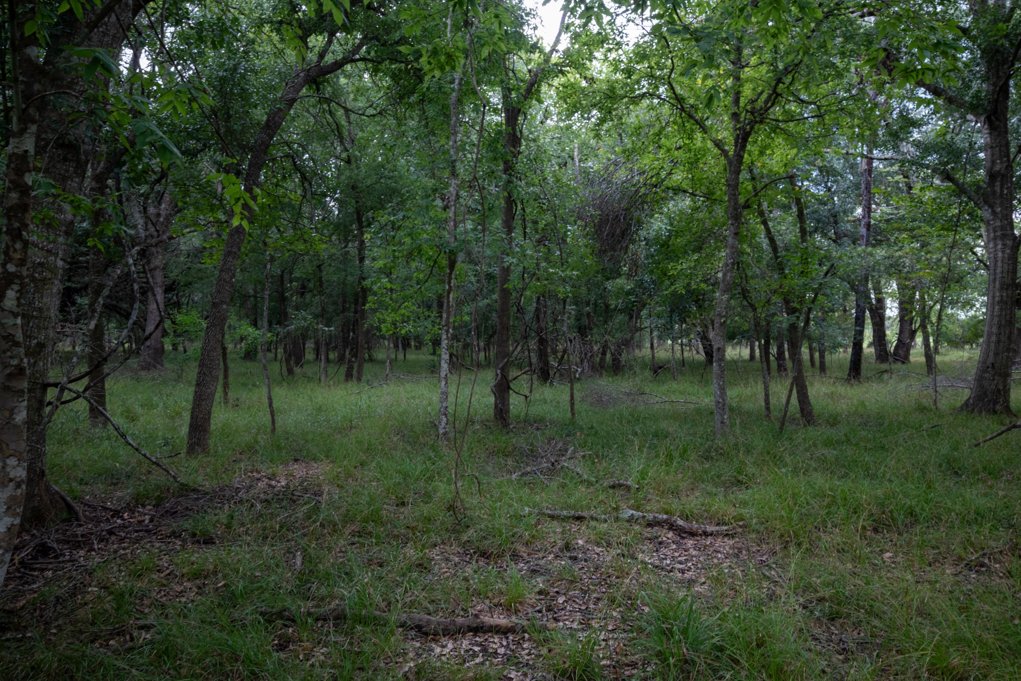 1 Charlie Meyer Road Damon, TX 77430 - Photo 33 of 45 a view of outdoor space with trees all around